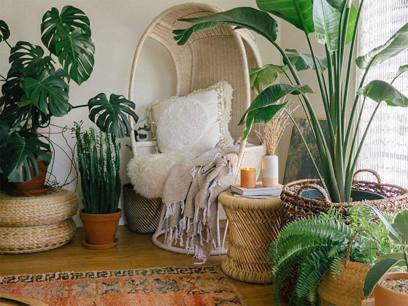 Benefits Of Indoor Plants
