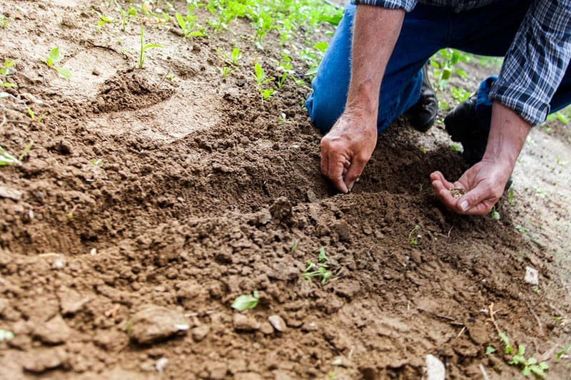 Don’t Make These Gardening Mistakes
