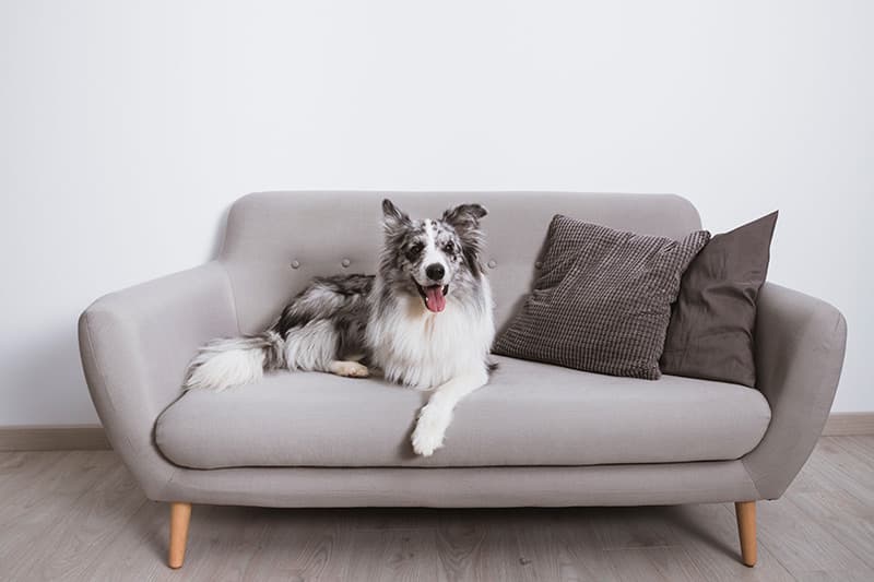 Ways To Keep Your Florida House Spotless With Pets