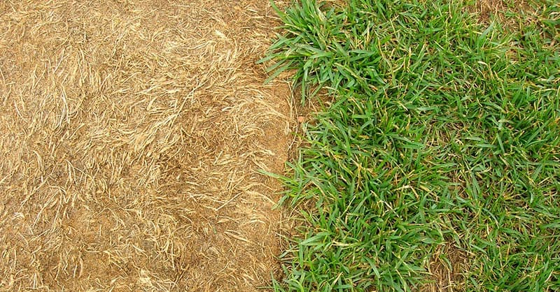 Restoring A Brown Lawn