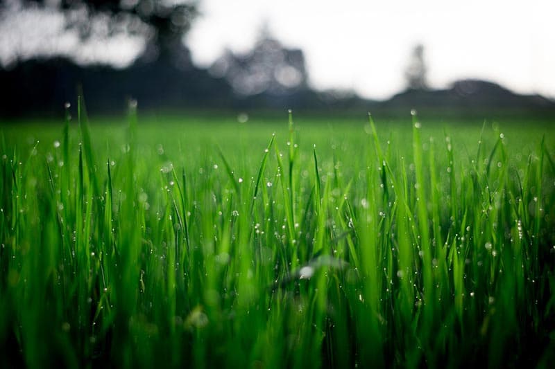How Much Should You Water Your Lawn?