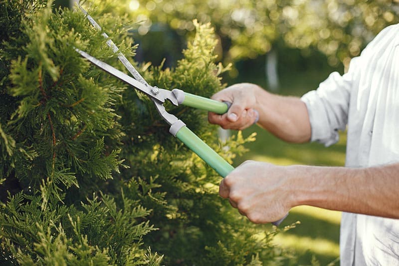Yard Maintenance Must-Haves